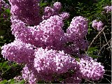 liliac