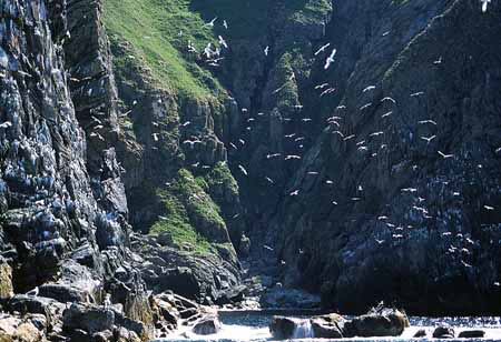 Vacanta in Insula Runde, More og Romsdal, vacante de vis, calatorie, insule si locuri de scufundat, top plaje de vis