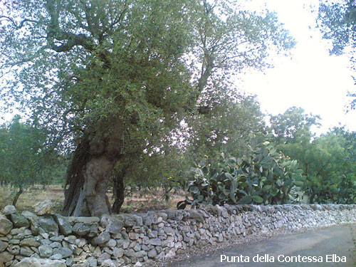 Vacanta in Punta della Contessa, Elba, vacante de vis, calatorie, insule si locuri de scufundat, top plaje de vis