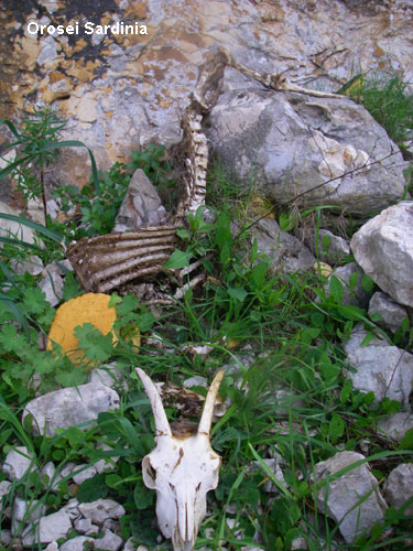 Vacanta in Orosei, Sardinia, vacante de vis, calatorie, insule si locuri de scufundat, top plaje de vis