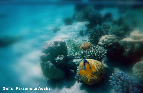Vacanta in Golful Faraonului Aqaba, vacante de vis, calatorie, insule si locuri de scufundat, top plaje de vis