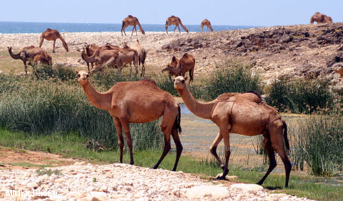 Vacanta in Mirbat, Dhofar, vacante de vis, calatorie, insule si locuri de scufundat, top plaje de vis