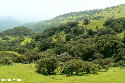 Vacanta in Mirbat, Dhofar, vacante de vis, calatorie, insule si locuri de scufundat, top plaje de vis