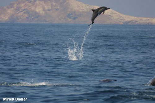 Vacanta in Mirbat, Dhofar, vacante de vis, calatorie, insule si locuri de scufundat, top plaje de vis