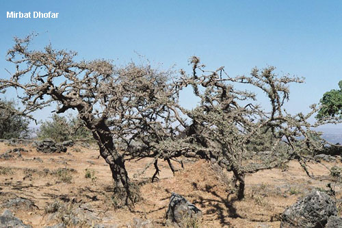 Vacanta in Mirbat, Dhofar, vacante de vis, calatorie, insule si locuri de scufundat, top plaje de vis