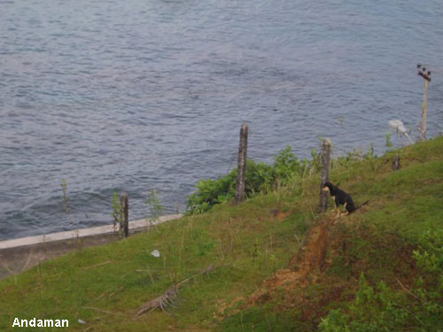 Vacanta in Andaman, vacante de vis, calatorie, insule si locuri de scufundat, top plaje de vis