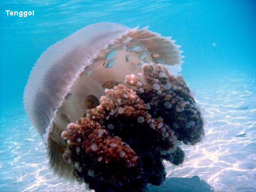 Vacanta in Tenggol, vacante de vis, calatorie, insule si locuri de scufundat, top plaje de vis