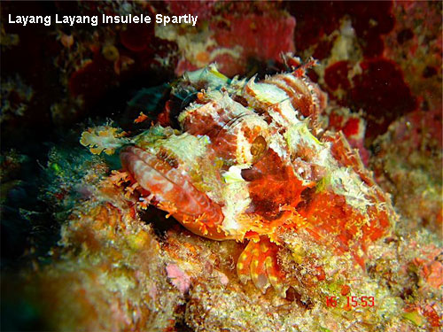 Vacanta in Layang Layang, Insulele Spartly, vacante de vis, calatorie, insule si locuri de scufundat, top plaje de vis