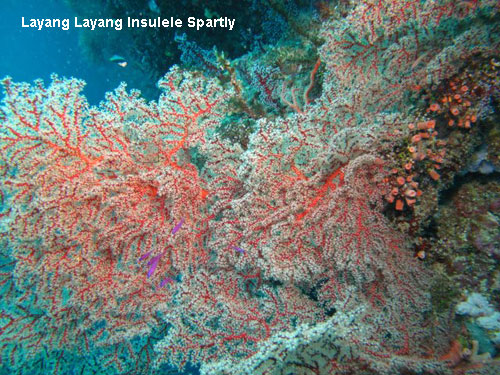 Vacanta in Layang Layang, Insulele Spartly, vacante de vis, calatorie, insule si locuri de scufundat, top plaje de vis