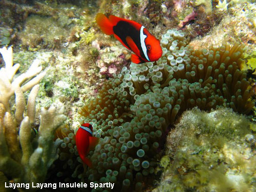 Vacanta in Layang Layang, Insulele Spartly, vacante de vis, calatorie, insule si locuri de scufundat, top plaje de vis