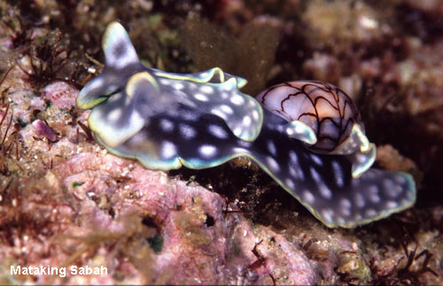 Vacanta in Mataking Sabah, vacante de vis, calatorie, insule si locuri de scufundat, top plaje de vis