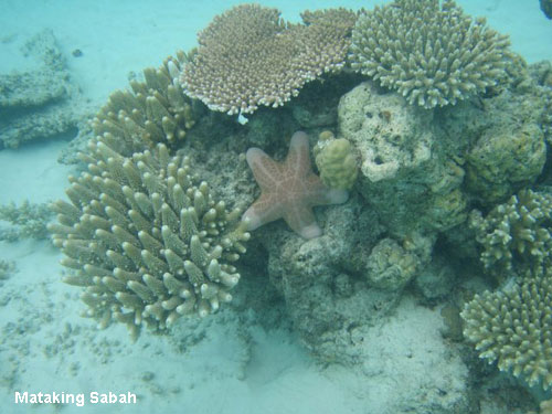 Vacanta in Mataking Sabah, vacante de vis, calatorie, insule si locuri de scufundat, top plaje de vis