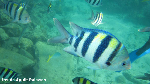 Vacanta in Insula Apulit Palawan, vacante de vis, calatorie, insule si locuri de scufundat, top plaje de vis