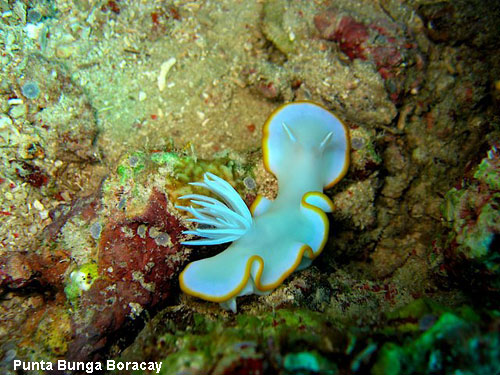 Vacanta in Punta Bunga Boracay, vacante de vis, calatorie, insule si locuri de scufundat, top plaje de vis