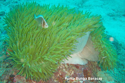 Vacanta in Punta Bunga Boracay, vacante de vis, calatorie, insule si locuri de scufundat, top plaje de vis