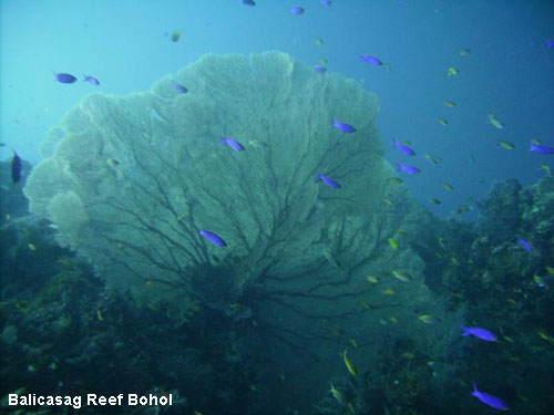 Vacanta in Balicasag Reef Bohol, vacante de vis, calatorie, insule si locuri de scufundat, top plaje de vis