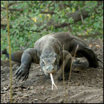 Vacanta in Rinca Komodo, vacante de vis, calatorie, insule si locuri de scufundat, top plaje de vis