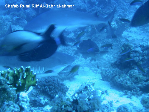 Vacanta in Sha'ab Rumi Riff Al-Bahr al-ahmar, vacante de vis, calatorie, insule si locuri de scufundat, top plaje de vis