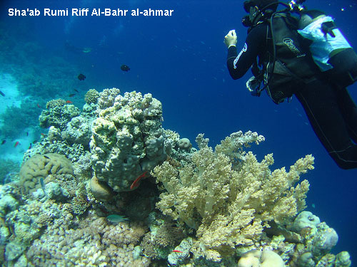 Vacanta in Sha'ab Rumi Riff Al-Bahr al-ahmar, vacante de vis, calatorie, insule si locuri de scufundat, top plaje de vis