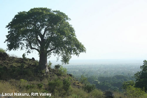 Vacanta in Lacul Nakuru, Rift Valley, vacante de vis, calatorie, insule si locuri de scufundat, top plaje de vis