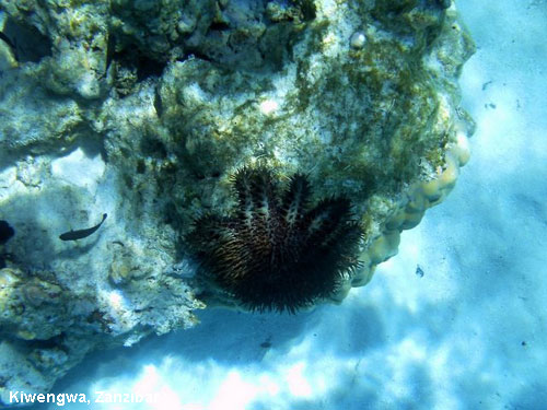 Vacanta in Jambiani Beach, Zanzibar, vacante de vis, calatorie, insule si locuri de scufundat, top plaje de vis