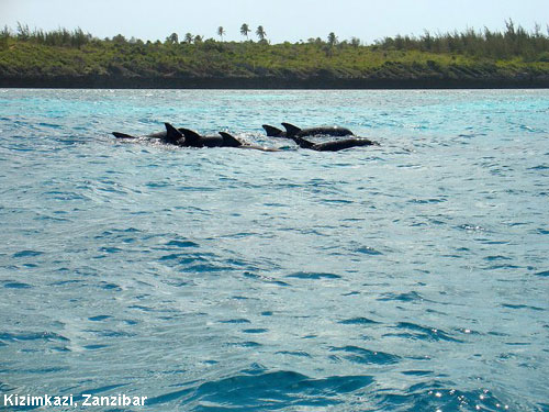 Vacanta in Kizimkazi, Zanzibar, vacante de vis, calatorie, insule si locuri de scufundat, top plaje de vis