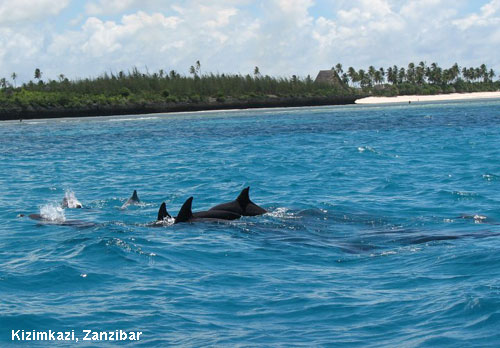 Vacanta in Kizimkazi, Zanzibar, vacante de vis, calatorie, insule si locuri de scufundat, top plaje de vis