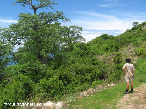Vacanta in Parcul National Lacul Malawi, vacante de vis, calatorie, insule si locuri de scufundat, top plaje de vis
