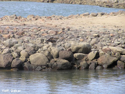 Vacanta in Yoff, Dakar, vacante de vis, calatorie, insule si locuri de scufundat, top plaje de vis