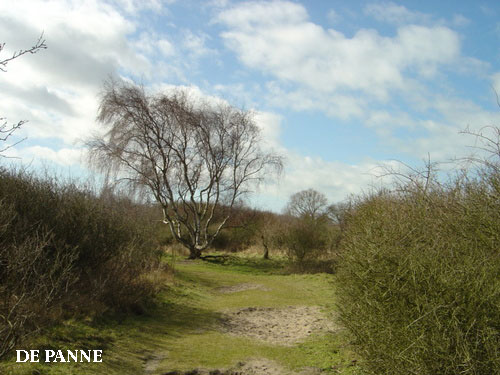 Vacanta in De Panne, Flandra de Vest, vacante de vis, calatorie, insule si locuri de scufundat, top plaje de vis
