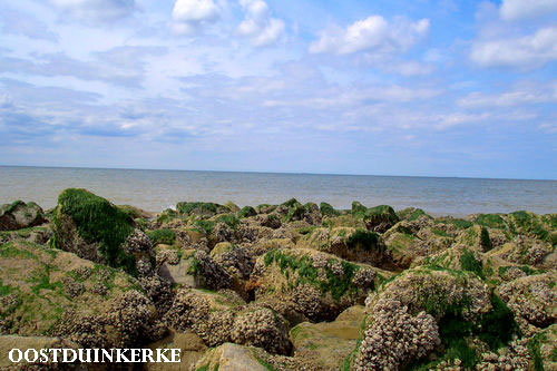 Vacanta in Oostduinkerke, Flandra de Vest, vacante de vis, calatorie, insule si locuri de scufundat, top plaje de vis