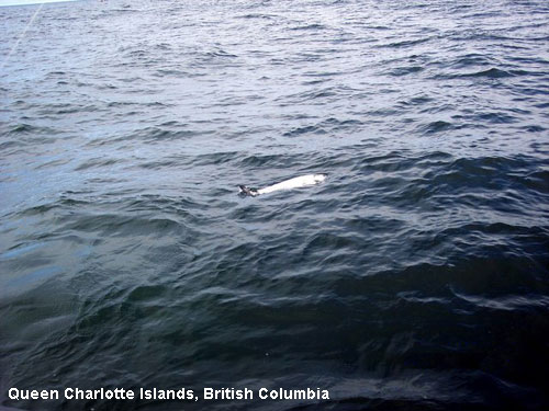 Vacanta in Queen Charlotte Islands, British Columbia, vacante de vis, calatorie, insule si locuri de scufundat, top plaje de vis