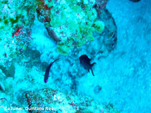 Vacanta in Cozumel, Quintana Roo, vacante de vis, calatorie, insule si locuri de scufundat, top plaje de vis