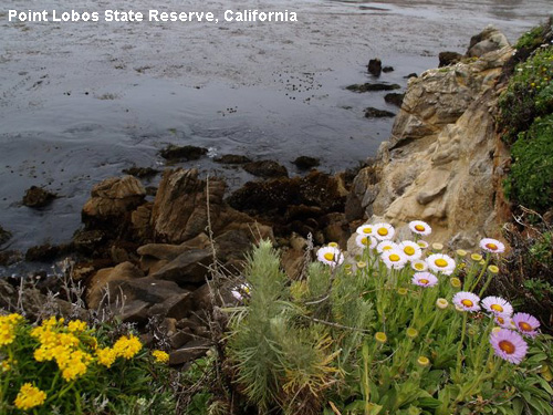 Vacanta in Point Lobos State Reserve, California, vacante de vis, calatorie, insule si locuri de scufundat, top plaje de vis