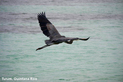 Vacanta in Tulum, Quintana Roo, vacante de vis, calatorie, insule si locuri de scufundat, top plaje de vis
