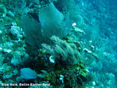 Vacanta in Blue Hole, Belize Barrier Reef, vacante de vis, calatorie, insule si locuri de scufundat, top plaje de vis