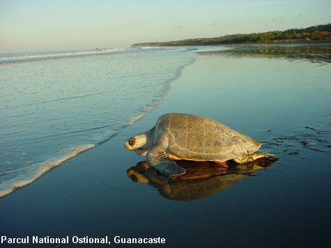 Vacanta in Parcul National Ostional, Guanacaste, vacante de vis, calatorie, insule si locuri de scufundat, top plaje de vis