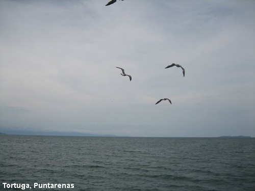 Vacanta in Tortuga, Puntarenas, vacante de vis, calatorie, insule si locuri de scufundat, top plaje de vis