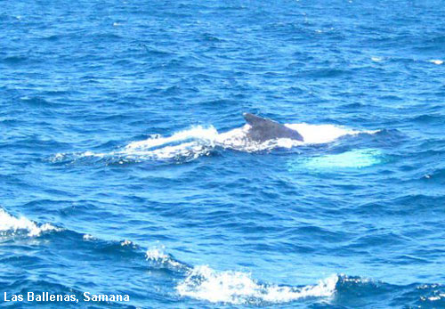 Vacanta in Las Ballenas, Samana, vacante de vis, calatorie, insule si locuri de scufundat, top plaje de vis