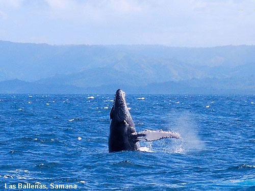 Vacanta in Las Ballenas, Samana, vacante de vis, calatorie, insule si locuri de scufundat, top plaje de vis
