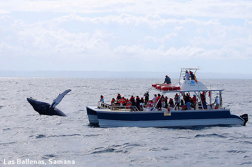 Vacanta in Las Ballenas, Samana, vacante de vis, calatorie, insule si locuri de scufundat, top plaje de vis