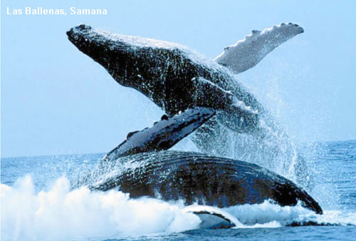 Vacanta in Las Ballenas, Samana, vacante de vis, calatorie, insule si locuri de scufundat, top plaje de vis