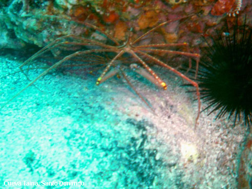 Vacanta in Cueva Taina, Santo Donimgo, vacante de vis, calatorie, insule si locuri de scufundat, top plaje de vis