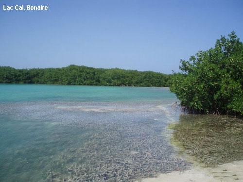 Vacanta in Lac Cai, Bonaire, vacante de vis, calatorie, insule si locuri de scufundat, top plaje de vis