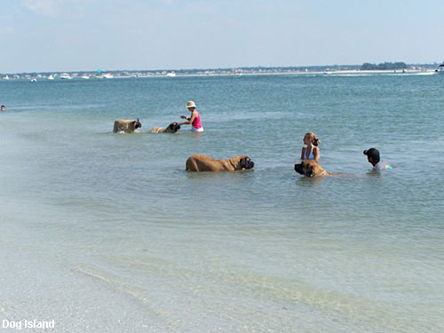 Vacanta in Dog Island, vacante de vis, calatorie, insule si locuri de scufundat, top plaje de vis