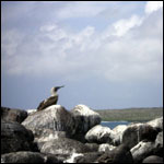 Vacanta in Booby Island, vacante de vis, calatorie, insule si locuri de scufundat, top plaje de vis