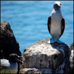 Vacanta in Booby Island, vacante de vis, calatorie, insule si locuri de scufundat, top plaje de vis