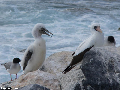 Vacanta in Booby Island, vacante de vis, calatorie, insule si locuri de scufundat, top plaje de vis