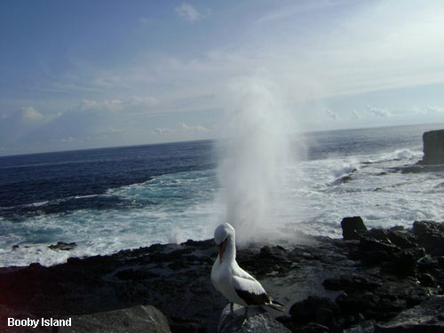 Vacanta in Booby Island, vacante de vis, calatorie, insule si locuri de scufundat, top plaje de vis