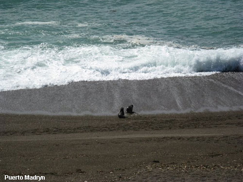 Vacanta in Puerto Madryn, vacante de vis, calatorie, insule si locuri de scufundat, top plaje de vis